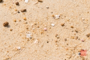 Hongkong 2014 - Repulse Bay - Shells