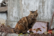 Hongkong 2014 - Stanley Harbour - Cat