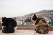 Granada 2015 - Alhambra - Cats
