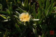 Cabo de Roca 2015 - Flowers
