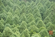 Taiwan 2015 - Forest Symmetry