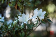 Taiwan 2015 - Alishan - White Blossom