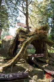 Taiwan 2015 - Alishan - Three Generation Tree