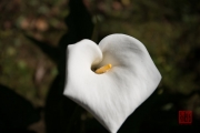 Taiwan 2015 - Alishan - White Blossom