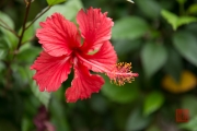 Taiwan 2015 - Fo-Guang-Shan - Red Blossom