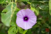 Taiwan 2015 - Purple Flower