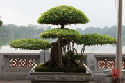 Hanoi 2016 - Bonsai I
