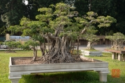 Hanoi 2016 - Bonsai II
