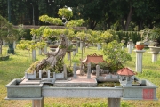 Hanoi 2016 - Bonsai III