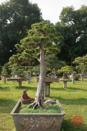 Hanoi 2016 - Bonsai IV