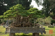 Hanoi 2016 - Bonsai V
