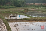 Vietnam 2016 - Water buffalo