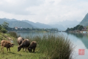 Phong Nha 2016 - Bulls