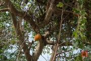 Phong Nha 2016 - Red fruits