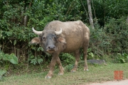 Phong Nha 2016 - Water buffalo