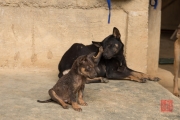 Phong Nha 2016 - Puppy