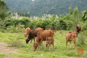 Phong Nha 2016 - Cows