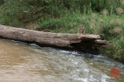 Phong Nha 2016 - Log in the River