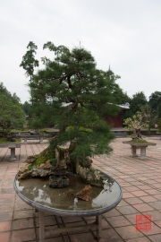 Hue 2016 - Bonsai