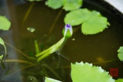 Hoi An 2016 - Water lily