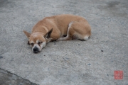 Hoi An 2016 - Dog