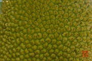 Vietnam 2016 - Durian
